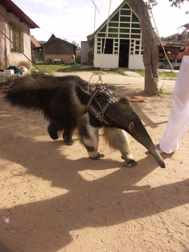 an
anteater kept as a pet in santa elena, venezuela